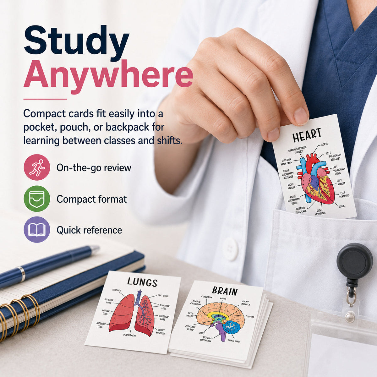 Human Anatomy Flashcards – 30-Piece Visual Study Guide for Medical, Nursing & Anatomy Exam Prep