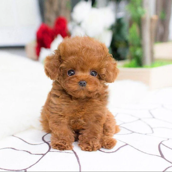 Weighted Plush Puppy Companion with Sculpted Details and Soft Fur, 14-Inch