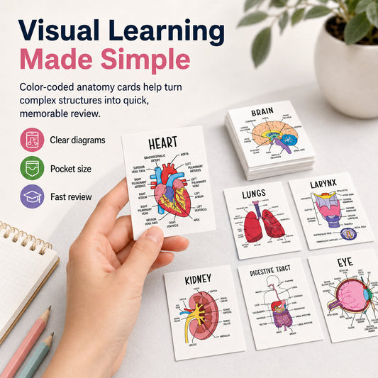 Human Anatomy Flashcards – 30-Piece Visual Study Guide for Medical, Nursing & Anatomy Exam Prep