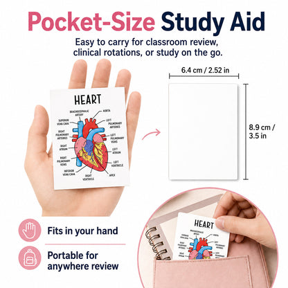 Human Anatomy Flashcards – 30-Piece Visual Study Guide for Medical, Nursing & Anatomy Exam Prep