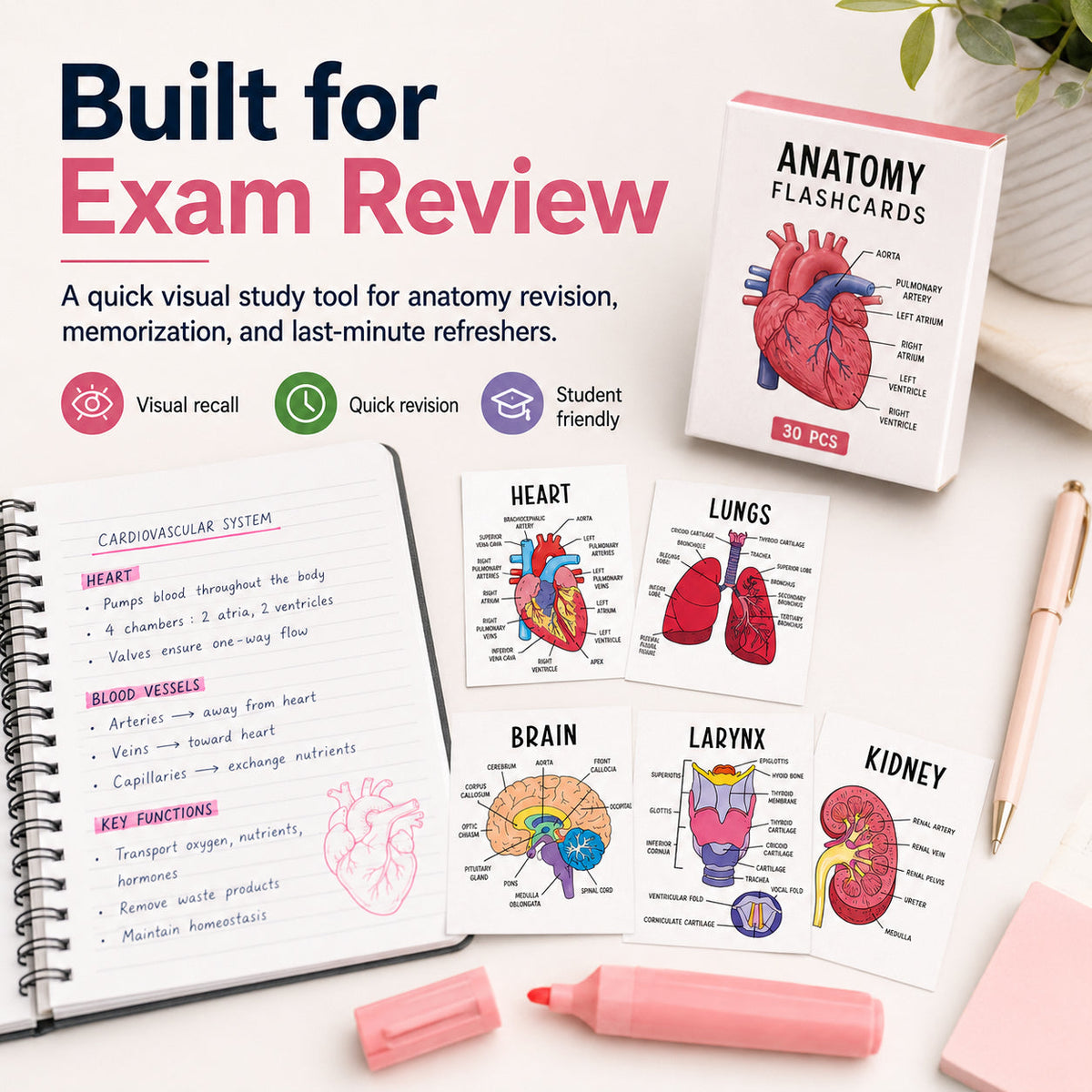 Human Anatomy Flashcards – 30-Piece Visual Study Guide for Medical, Nursing & Anatomy Exam Prep