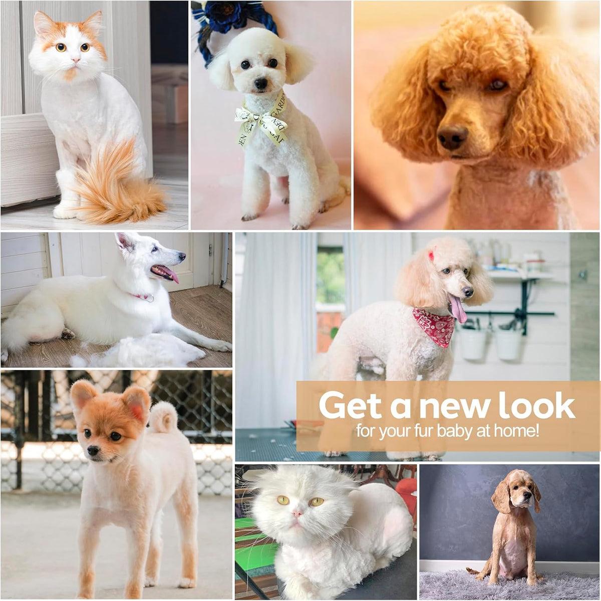 Cordless Dog Clipper with Titanium Ceramic Blades and Four Interchangeable Heads