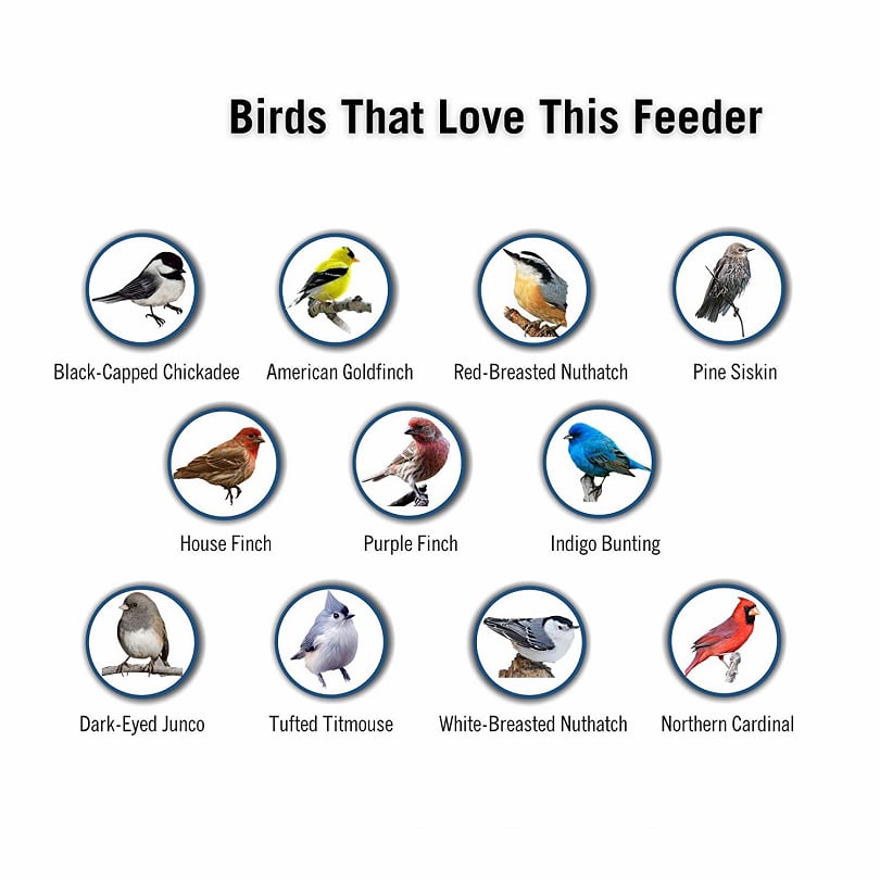 100% Squirrel-Proof Bird Feeder