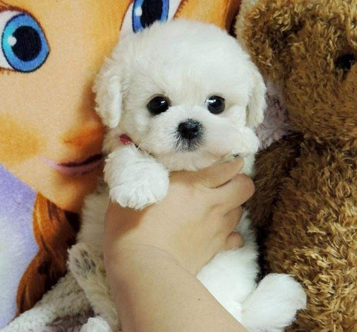 Weighted Plush Puppy Companion with Sculpted Details and Soft Fur, 14-Inch